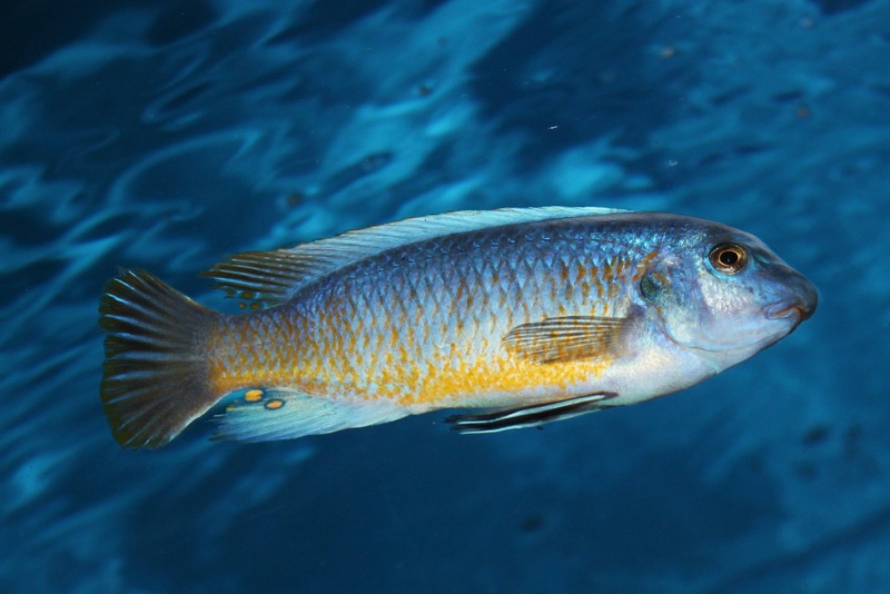 Labeotropheus fuelleborni 'Katale Island'